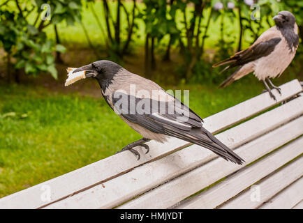 La colazione crow con un pezzo di pane bianco. Foto Stock