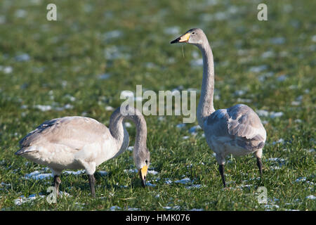 I capretti Whooper cigni (Cygnus cygnus) in prato con brina, Emsland, Bassa Sassonia, Germania Foto Stock