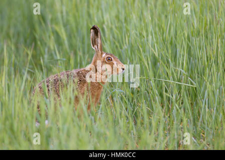 Brown lepre (Lepus europaeus), Alert nel campo di cereali, Suffolk, Inghilterra, Regno Unito Foto Stock