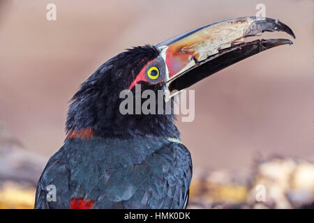 Fiery-fatturati Aracari (Pteroglossus frantzii), ritratto, Sarapiqui, Costa Rica Foto Stock