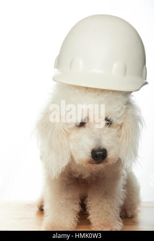 Cane barboncino in bianco elmetto isolato Foto Stock