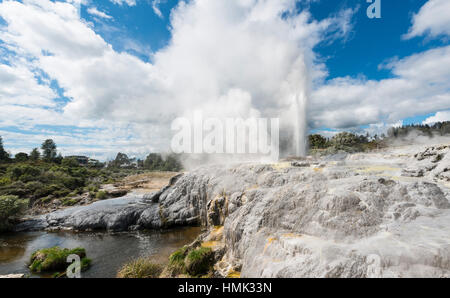 Fontana di acqua e vapore, Pohutu Geyser e il Principe di Galles piume Geyser, Te Puia, Whakarewarewa, Rotorua, Nuova Zelanda Foto Stock