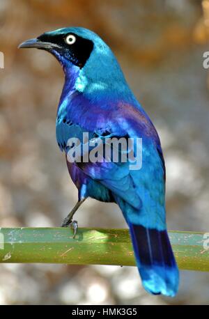 Il superbo Starling (Lamprotornis) è un iridato uccello blu che si verifica in Africa. Foto Stock