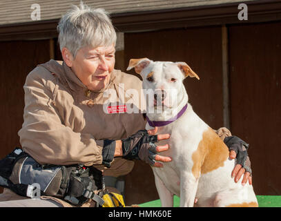Bianco e tan pitbull di razza mista cane salvataggio guardando la fotocamera e in PET da parte di shelter lavoratore Foto Stock