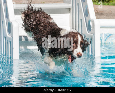 Marrone e bianco springer spaniel cane salto in piscina dalla Scala per piscina Foto Stock