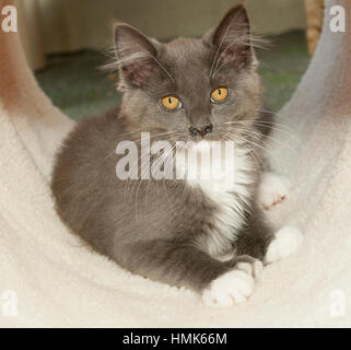 Grigio e bianco gattino sdraiato nel tunnel di gatto di fronte alla fotocamera guardando la fotocamera Foto Stock