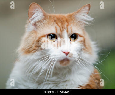 Capelli lunghi in arancione e bianco gatto ritratto headshot Foto Stock