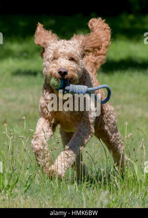 Bella goldendoodle labradoodle correre e giocare in un campo paese con il giocattolo in bocca Foto Stock