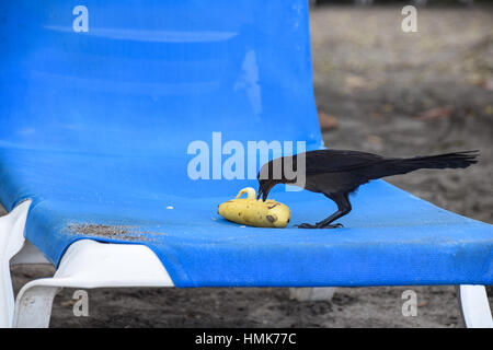 Grande-tailed grackle mangiare una banana su un lettino Foto Stock