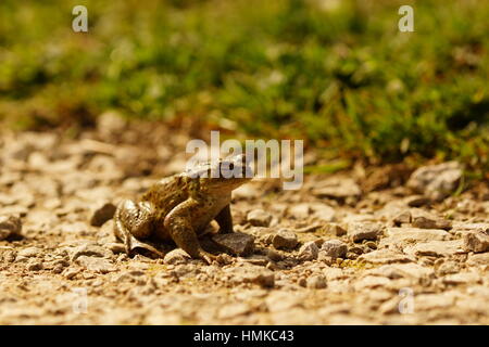 Trasognata cercando Rana Foto Stock