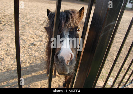 La faccia di un cavallo dietro il recinto Foto Stock