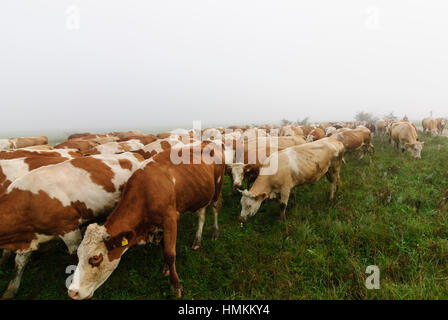 Illmitz: l'ultimo punto dell'allevamento di bestiame bovino fatto da mandriani su un pascolo a parco nazionale Neusiedler See - Seewinkel, Neusiedler See (lago di Neusiedl), Burg Foto Stock