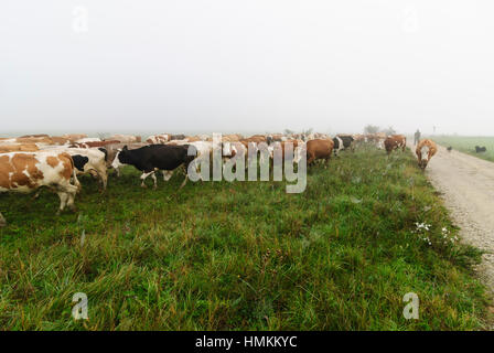 Illmitz: l'ultimo punto dell'allevamento di bestiame bovino fatto da mandriani su un pascolo a parco nazionale Neusiedler See - Seewinkel, Neusiedler See (lago di Neusiedl), Burg Foto Stock