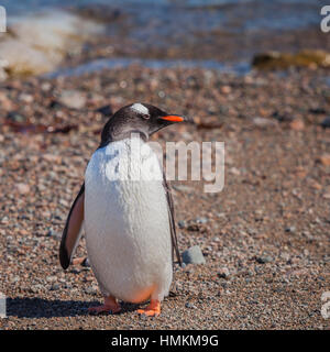 I Pinguini sono un gruppo di acquatici, uccelli flightless vive quasi esclusivamente nell'emisfero sud, specialmente in Antartide. a piedi sulle isole. Foto Stock