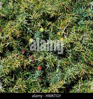 Il Sikkim foglie di abete rosso (Picea spinulosa), Pinaceae. Dettaglio. Foto Stock