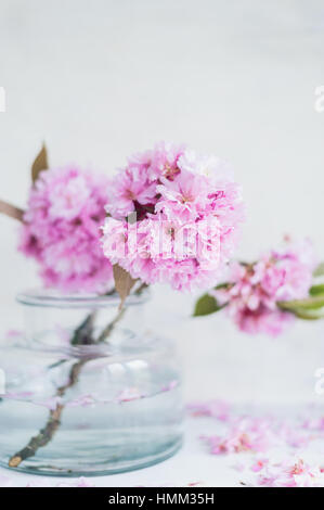 Succursali di giapponese di fiori di ciliegio in un vaso di vetro, fotografato indoor contro uno sfondo chiaro Foto Stock