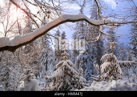 Ramo di albero carico di neve in conifere bosco di abete rosso in inverno al tramonto Foto Stock