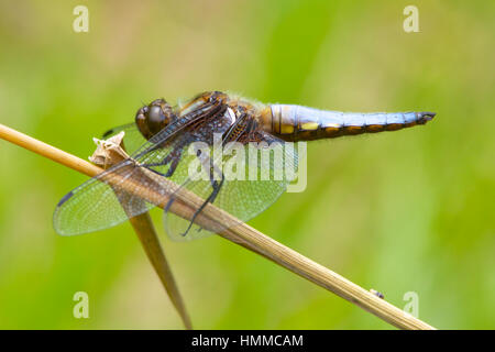 Ampio maschio corposo Chaser dragonfly su un gambo reed. Foto Stock