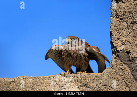 Unione gheppio, Krestel comune, (Falco tinnunculus), Adulto su roccia, Pelm, Kasselburg, Eifel, Germania, Europa Foto Stock