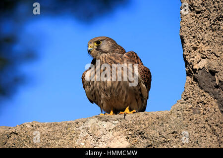 Unione gheppio, Krestel comune, (Falco tinnunculus), Adulto su roccia, Pelm, Kasselburg, Eifel, Germania, Europa Foto Stock