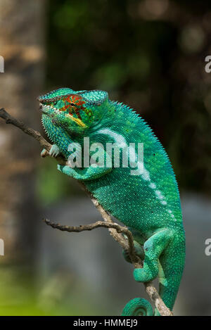 Madagascar Nosy Be (Big Island) al largo della costa nord occidentale della terraferma del Madagascar. Lemuria Land, Nosy Be panther chameleon (WILD: Furcifer pardalis, mal Foto Stock