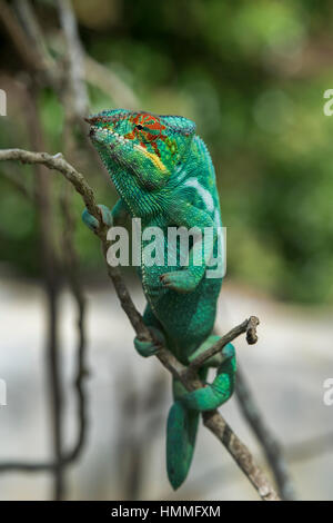 Madagascar Nosy Be (Big Island) al largo della costa nord occidentale della terraferma del Madagascar. Lemuria Land, Nosy Be panther chameleon (Furcifer pardalis) che sono Foto Stock