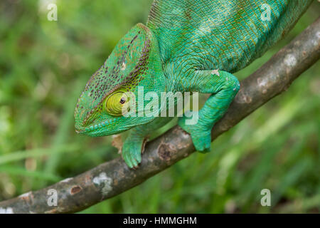 Madagascar Nosy Be (Big Island). Lemuria Land, gigante malgascio camaleonte Oustalets aka il camaleonte (Furcifer oustaleti), immaturi. Foto Stock