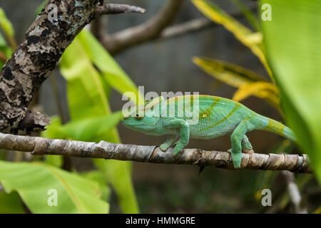 Madagascar Nosy Be (Big Island). Lemuria Land, gigante malgascio camaleonte Oustalets aka il camaleonte (Furcifer oustaleti), immaturi. Foto Stock