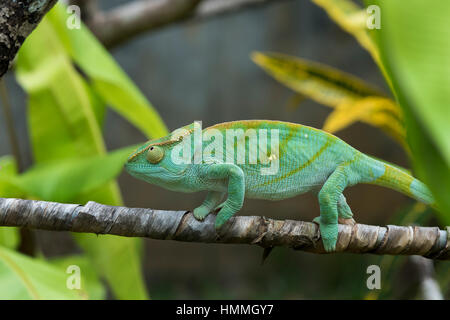 Madagascar Nosy Be (Big Island). Lemuria Land, gigante malgascio camaleonte Oustalets aka il camaleonte (Furcifer oustaleti), immaturi. Foto Stock