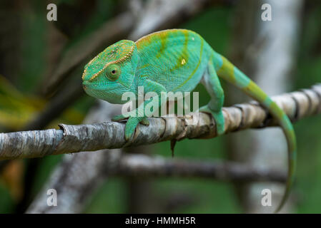 Madagascar Nosy Be (Big Island). Lemuria Land, gigante malgascio camaleonte Oustalets aka il camaleonte (Furcifer oustaleti), immaturi. Foto Stock