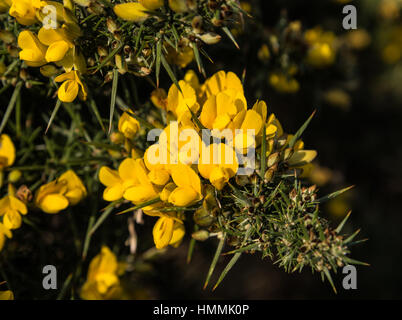 Ginestre in fiore. Foto Stock