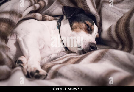 Bianco nero e marrone Jack Russell Terrier cane addormentato sul suo fianco avvolto in un marrone controllare coperta di lana con gli occhi chiusi Foto Stock