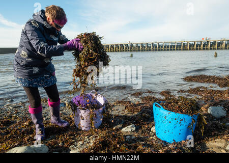 Aberystwyth Wales UK, sabato 04 febbraio 2017 dopo due giorni di mare in tempesta e onde enormi, una donna giardiniere raccoglie le fronde di alghe lavato fino dal gales sulla spiaggia a Aberystwyth da utilizzare come un fertilizzante organico e strame sul suo riparto giardino. Le alghe è stata utilizzata come ammendanti per secoli, in particolare nelle zone costiere , ed è un utile surrogato di letame. Le alghe contiene diverse utili di nutrienti vegetali, compresi azoto, potassio fosfato e magnesio foto ©Keith Morris / Alamy Live News Foto Stock