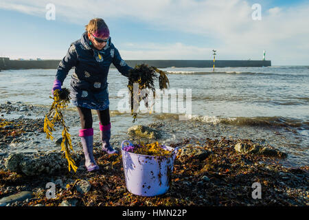 Aberystwyth Wales UK, sabato 04 febbraio 2017 dopo due giorni di mare in tempesta e onde enormi, una donna giardiniere raccoglie le fronde di alghe lavato fino dal gales sulla spiaggia a Aberystwyth da utilizzare come un fertilizzante organico e strame sul suo riparto giardino. Le alghe è stata utilizzata come ammendanti per secoli, in particolare nelle zone costiere , ed è un utile surrogato di letame. Le alghe contiene diverse utili di nutrienti vegetali, compresi azoto, potassio fosfato e magnesio foto ©Keith Morris / Alamy Live News Foto Stock