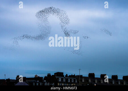 Aberystwyth Wales UK, sabato 04 febbraio 2017 UK meteo: alla fine del grigio di una cortina di nubi e freddo giorno di febbraio, decine di migliaia di storni eseguire murmurations drammatico nel cielo di Aberystwyth case prima di scendere verso la folla insieme e posatoio in condizioni di sicurezza per la notte della ghisa gambe al di sotto della città in epoca vittoriana il molo sul mare anche se apparentemente numerose in Aberystwyth, gli uccelli sono in RSPB's 'red' elenco delle specie a rischio, con i loro numeri in tutto il Regno Unito con un calo di oltre il 60% dall'anni settanta foto © Keith Morris / Alamy Live News Foto Stock