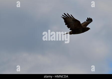 Grecia PELOPONNESO HAWK Buteo buteo a Nafplio Foto Stock