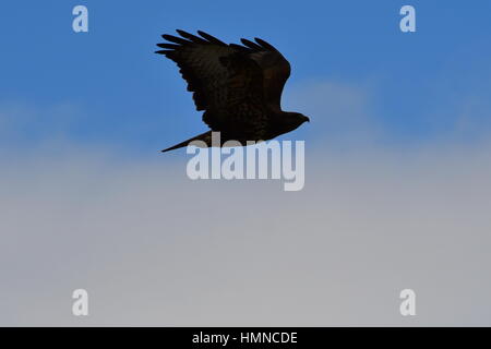 Grecia PELOPONNESO HAWK Buteo buteo a Nafplio Foto Stock