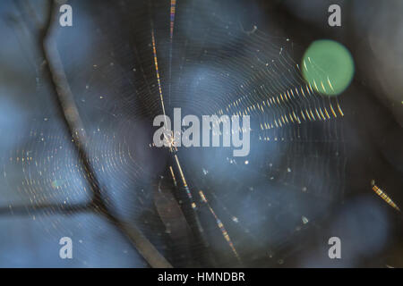 Un ragno crogiolarsi al sole su di esso del web. Foto Stock
