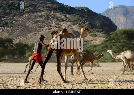 KENYA Marsabit, Samburu tribù pastorale, Samburu village Ngurunit, cammelli ottenere acqua dal foro recintata con thorn arbusto nel letto asciutto del fiume del fiume Ngurunit / KENIA, Marsabit, Samburu Dorf Ngurunit, Kamele un einer Traenke im trockenen Flussbett des Flusses Ngurunit Foto Stock