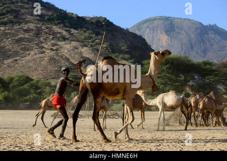 KENYA Marsabit, Samburu tribù pastorale, Samburu village Ngurunit, cammelli ottenere acqua dal foro recintata con thorn arbusto nel letto asciutto del fiume del fiume Ngurunit / KENIA, Marsabit, Samburu Dorf Ngurunit, Kamele un einer Traenke im trockenen Flussbett des Flusses Ngurunit Foto Stock