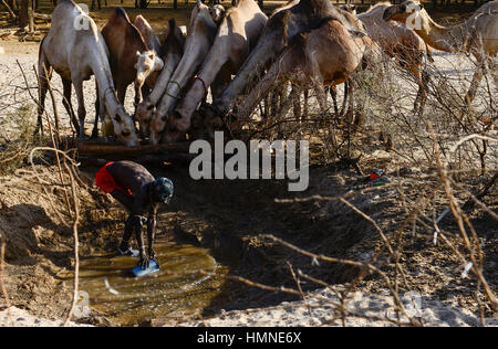 KENYA Marsabit, Samburu tribù pastorale, Samburu village Ngurunit, cammelli ottenere acqua dal foro recintata con thorn arbusto nel letto asciutto del fiume del fiume Ngurunit / KENIA, Marsabit, Samburu Dorf Ngurunit, Kamele un einer Traenke im trockenen Flussbett des Flusses Ngurunit Foto Stock