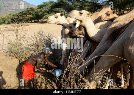 KENYA Marsabit, Samburu tribù pastorale, Samburu village Ngurunit, cammelli ottenere acqua dal foro recintata con thorn arbusto nel letto asciutto del fiume del fiume Ngurunit / KENIA, Marsabit, Samburu Dorf Ngurunit, Kamele un einer Traenke im trockenen Flussbett des Flusses Ngurunit Foto Stock