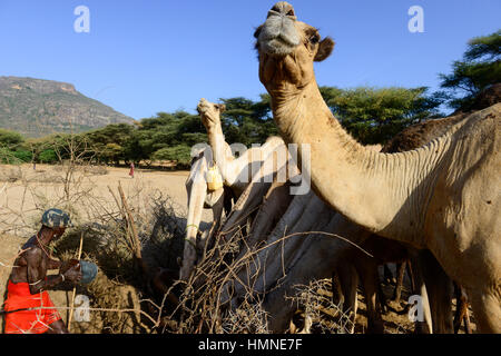 KENYA Marsabit, Samburu tribù pastorale, Samburu village Ngurunit, cammelli ottenere acqua dal foro recintata con thorn arbusto nel letto asciutto del fiume del fiume Ngurunit / KENIA, Marsabit, Samburu Dorf Ngurunit, Kamele un einer Traenke im trockenen Flussbett des Flusses Ngurunit Foto Stock