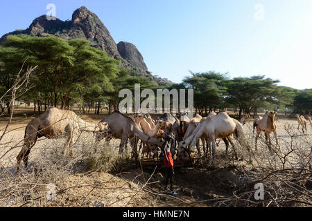 KENYA Marsabit, Samburu tribù pastorale, Samburu village Ngurunit, cammelli ottenere acqua dal foro recintata con thorn arbusto nel letto asciutto del fiume del fiume Ngurunit / KENIA, Marsabit, Samburu Dorf Ngurunit, Kamele un einer Traenke im trockenen Flussbett des Flusses Ngurunit Foto Stock