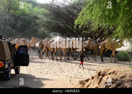 KENYA Marsabit, Samburu tribù pastorale, Samburu village Ngurunit, cammelli nel letto asciutto del fiume del fiume Ngurunit / KENIA, Marsabit, Samburu Dorf Ngurunit, Kamele im trockenen Flussbett des Flusses Ngurunit Foto Stock