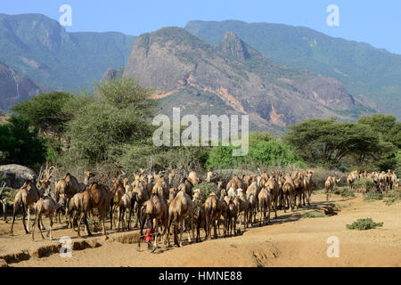 KENYA Marsabit, Samburu tribù pastorale, Samburu village Ngurunit, cammelli nel letto asciutto del fiume del fiume Ngurunit / KENIA, Marsabit, Samburu Dorf Ngurunit, Kamele im trockenen Flussbett des Flusses Ngurunit Foto Stock