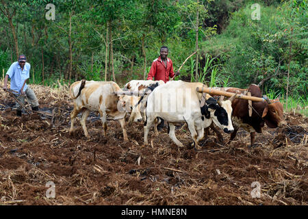 Il Kenya, nella contea di Bungoma, villaggio Sikimbilo, Coltivatore Aratro terreno con bovini / pfluegen Bauern mit Ochsen, um Ersosion zu vermeiden, muessen die Furchen laengs des pende gepfluegt werden Foto Stock
