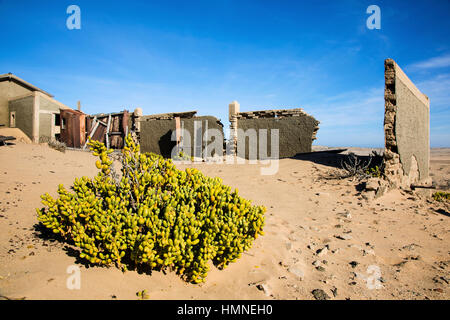 Piante succulente Augea capensis, Kolmanskop, Kolmannskuppe, città fantasma, Namib Desert, Namibia, Africa, da Monika Hrdinova/Dembinsky Foto Assoc Foto Stock