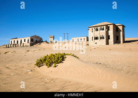 Piante succulente Augea capensis, Kolmanskop, Coleman's Hill, Kolmannskuppe, città fantasma, Namib Desert, Namibia del Sud Africa Foto Stock