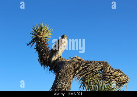 Astore (Accipiter gentilis) Astore Foto Stock